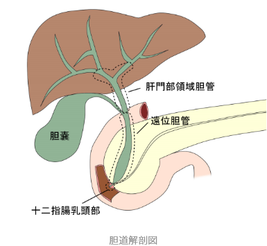 胆道解剖図