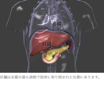肝臓はお腹の最も頭側で肋骨に取り囲まれた位置にあります。
