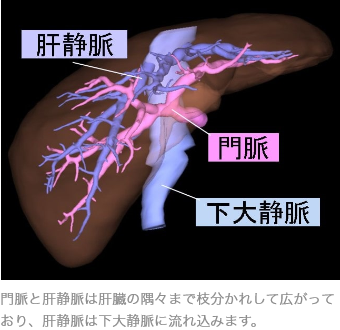 門脈と肝静脈は肝臓の隅々まで枝分かれして広がっており、肝静脈は下大静脈に流れ込みます。